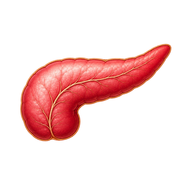 Pancreas illustration